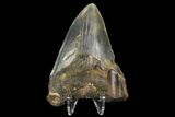 3.08" Fossil Megalodon Tooth - North Carolina - #130021-2